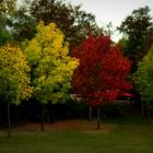 COLOR DE OTOÑO