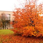 COLOR DE OTOÑO EN MUNICH