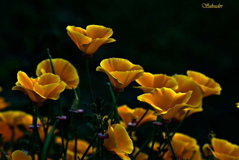 "Color en el campo "