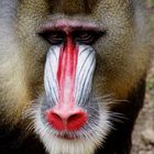 Color Game- The face of a Mandrill