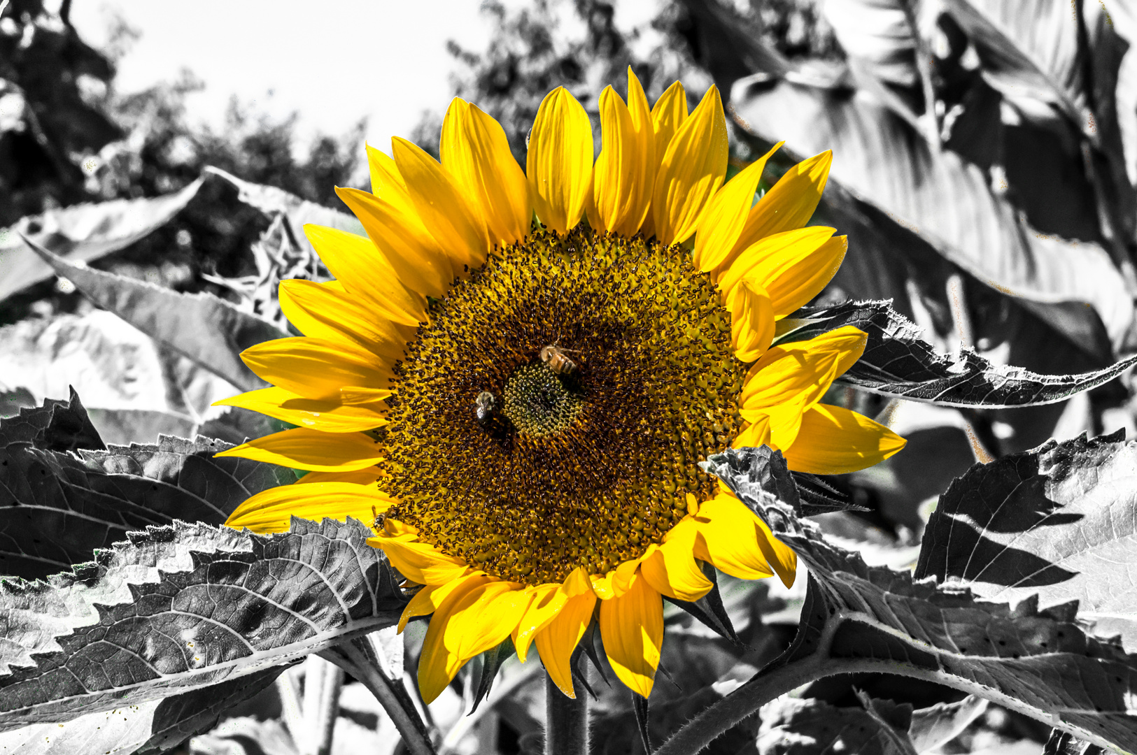 Color Key Sonnenblume