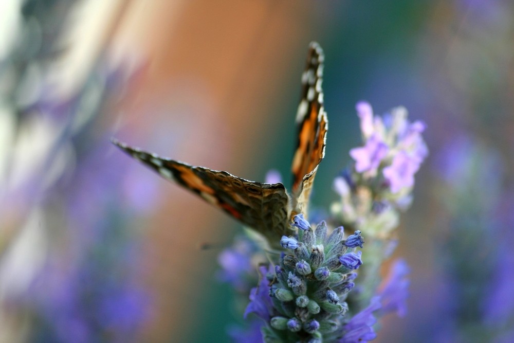 Color Lavanda