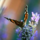 Color Lavanda