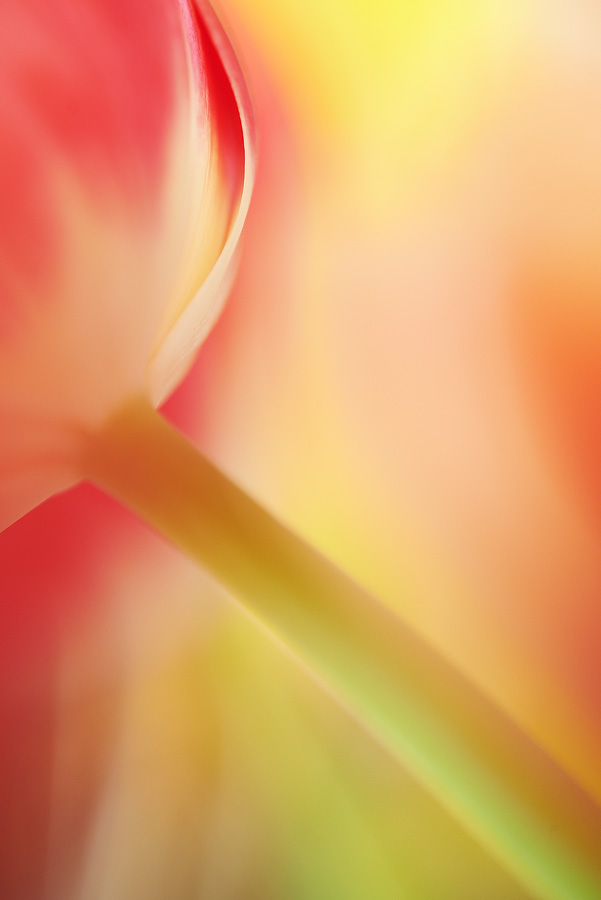 Color of a Tulip