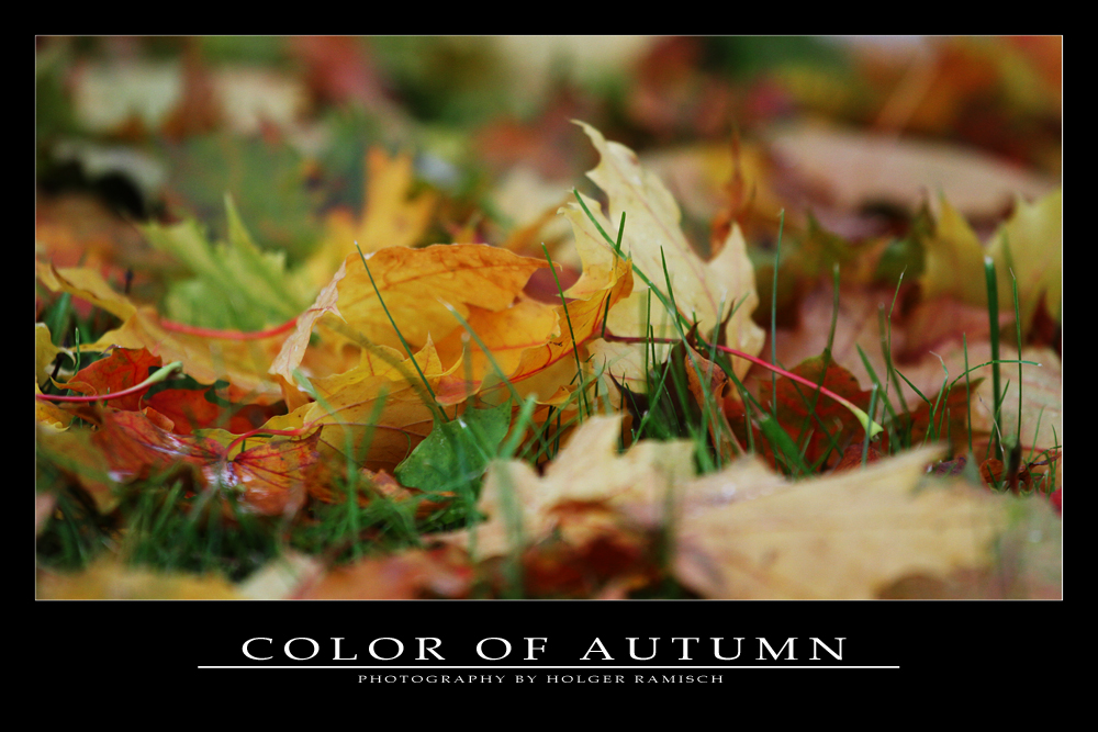 - COLOR OF AUTUMN -