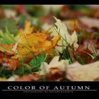 - COLOR OF AUTUMN -