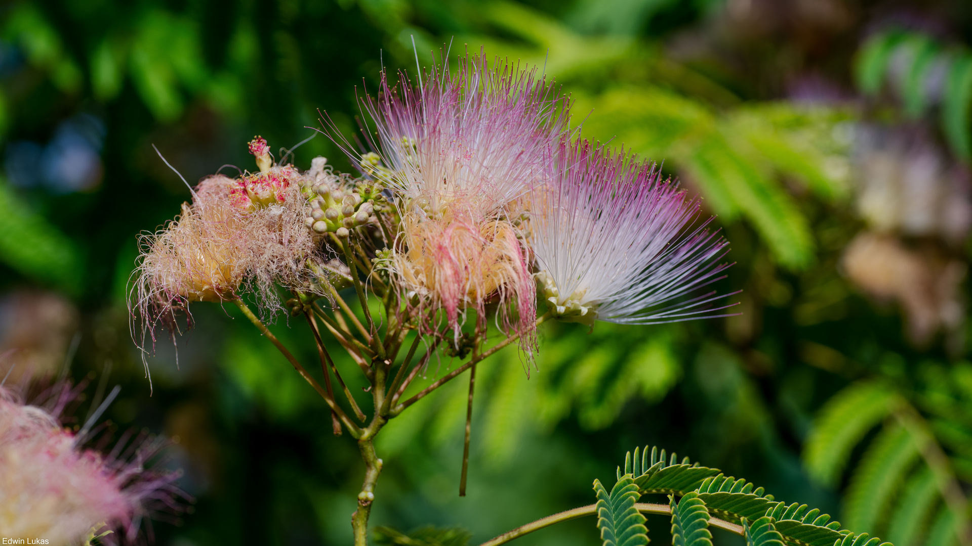 Color of Nature