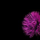 color purple II