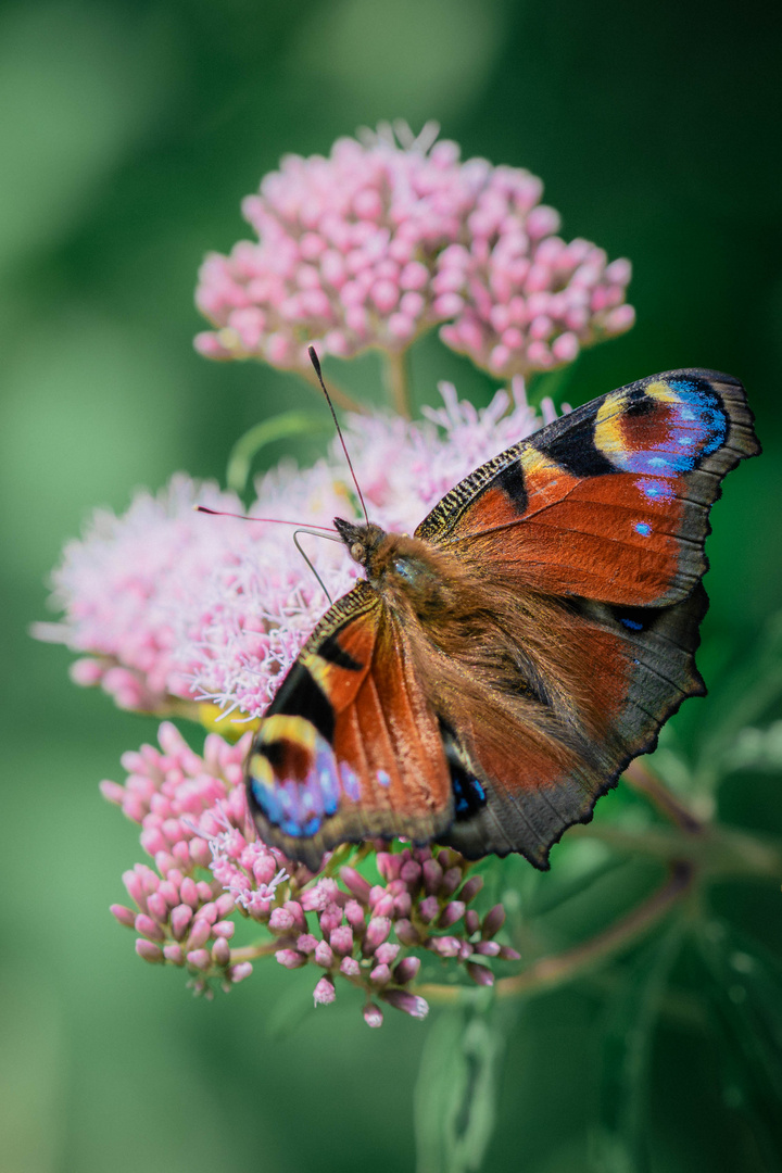 Color - Schmetterling