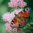 Color - Schmetterling