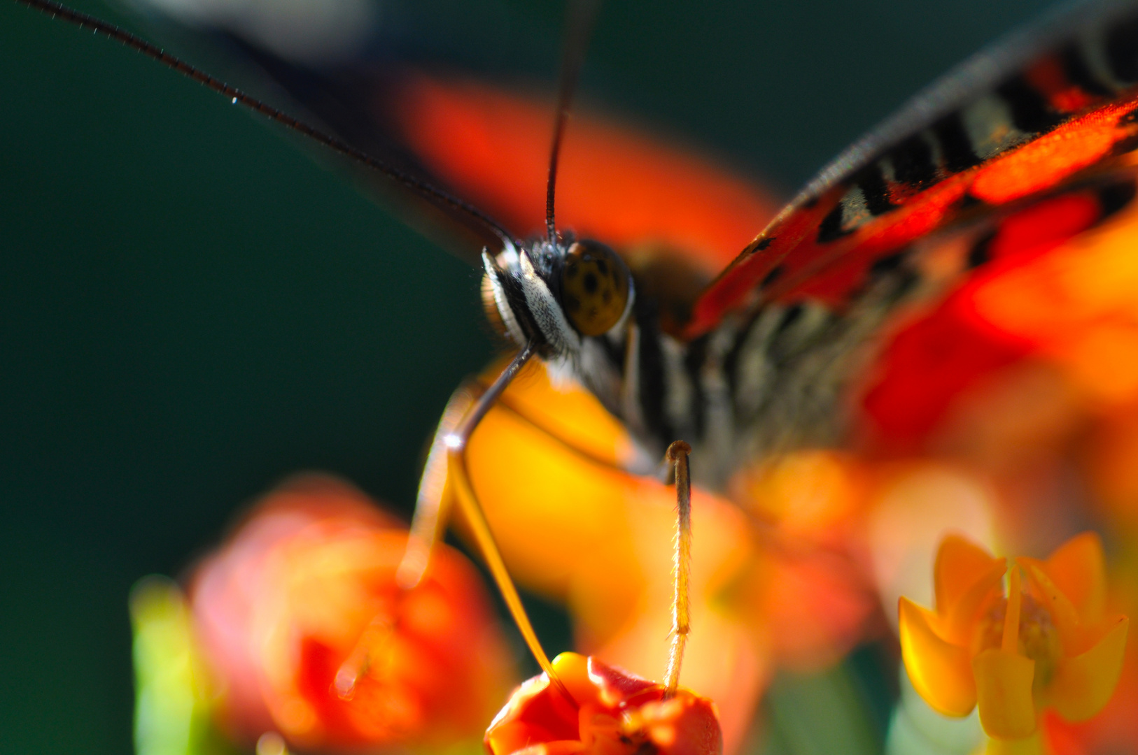 color splendor of a butterfly