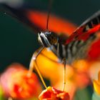 color splendor of a butterfly