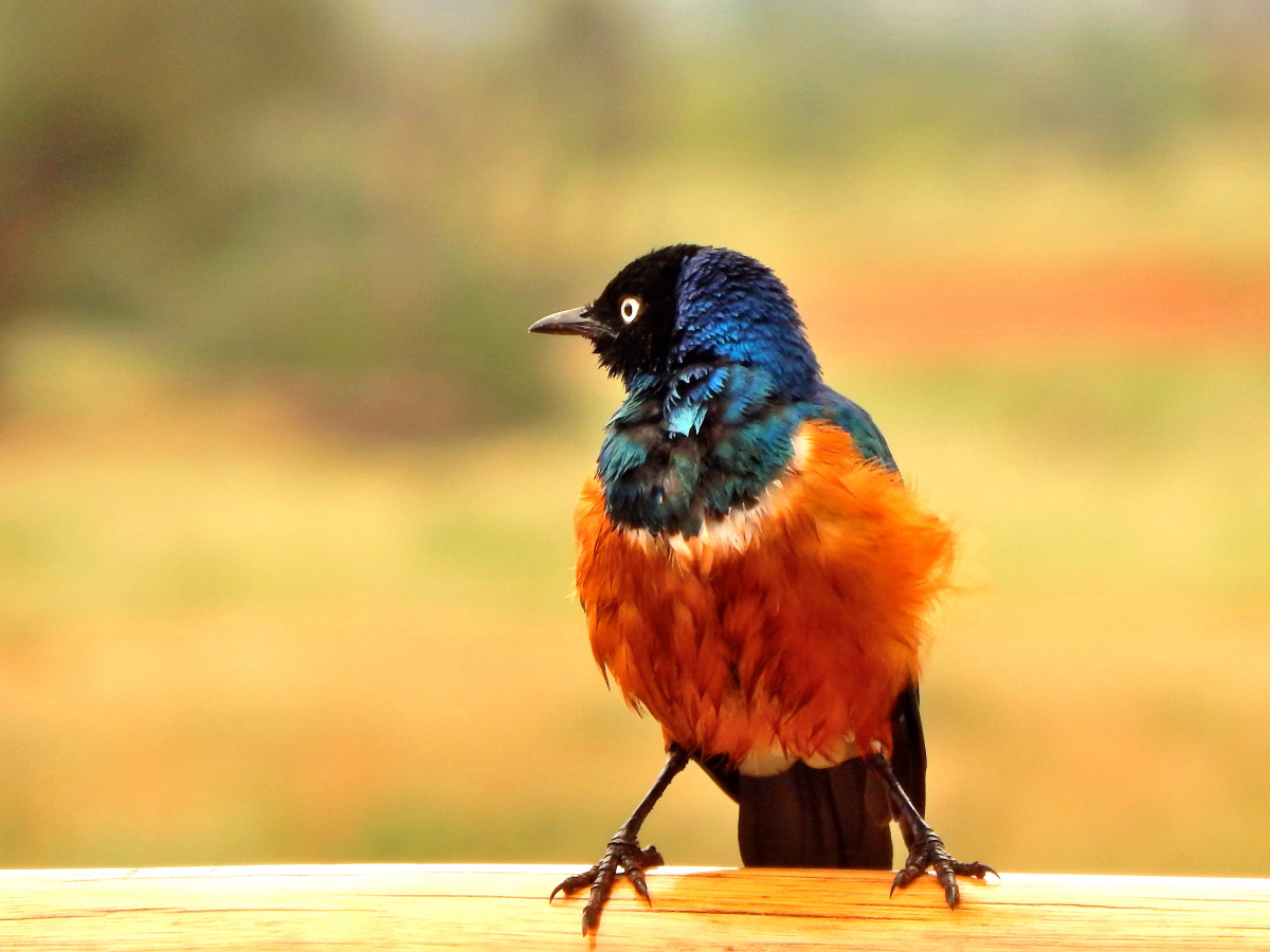 Color Starling