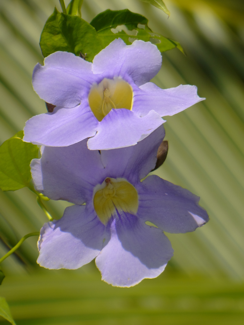 Color Violeta