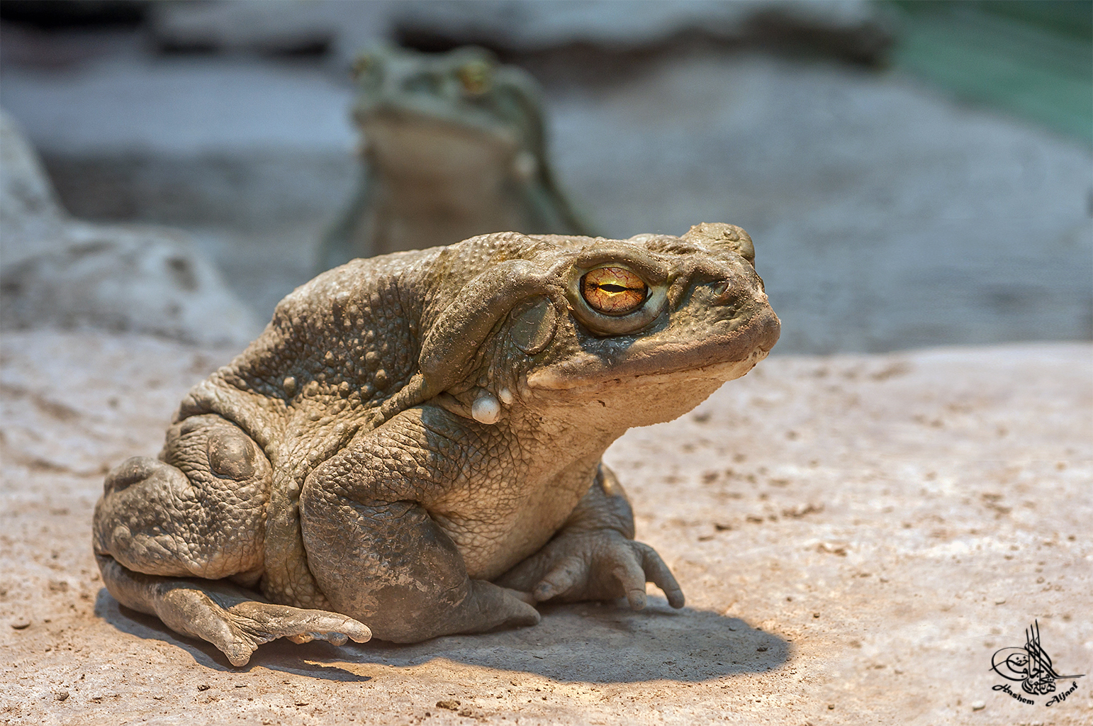 Coloradkröte (Bufo)