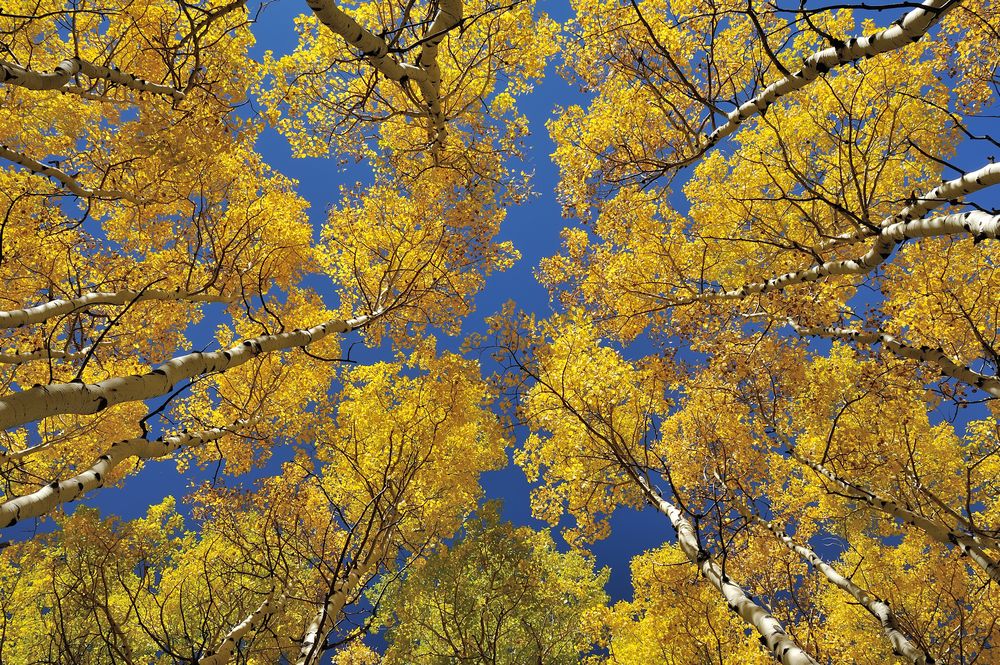 *colorado autumn sky*