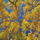 *colorado autumn sky*