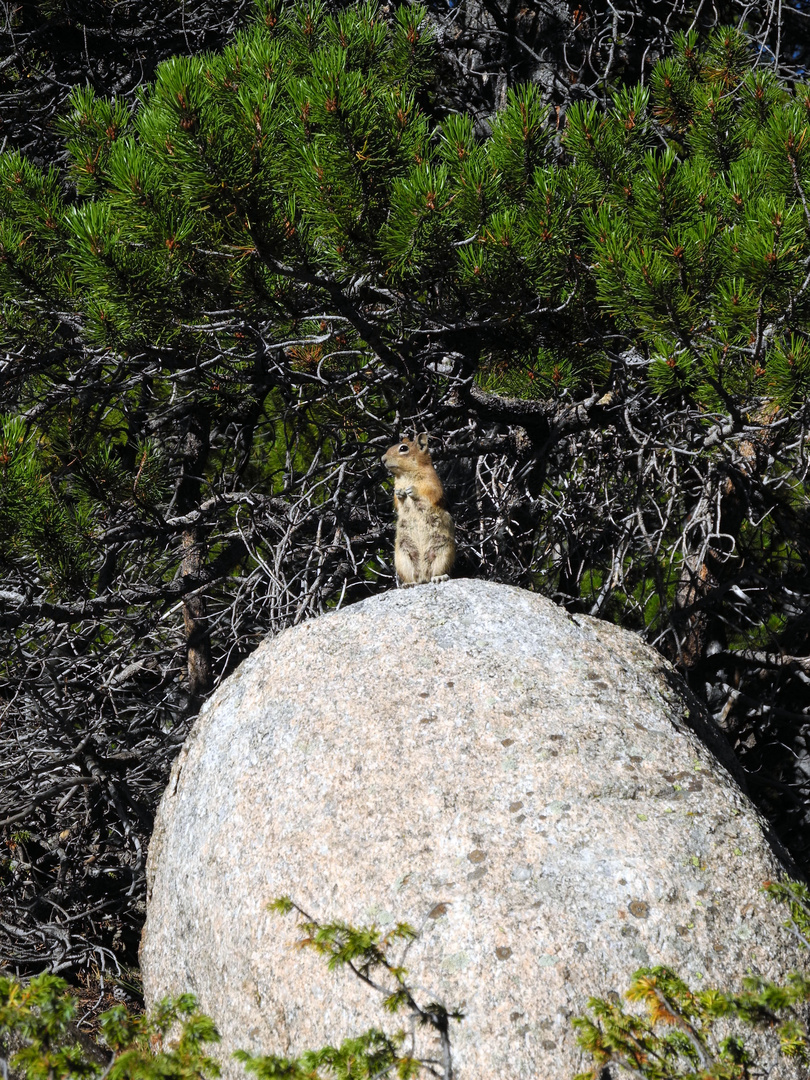 Colorado Chipmunk