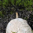 Colorado Chipmunk