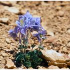 Colorado Columbine...