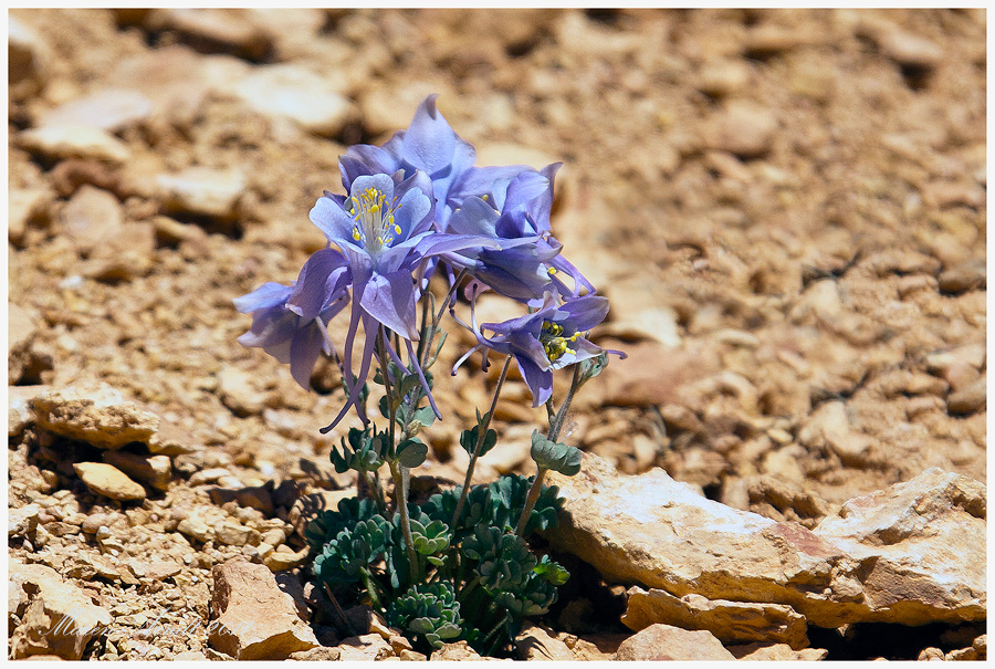 Colorado Columbine...