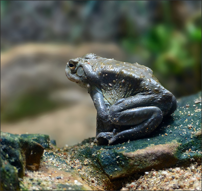 Colorado-Kröte - Bufo alvarius