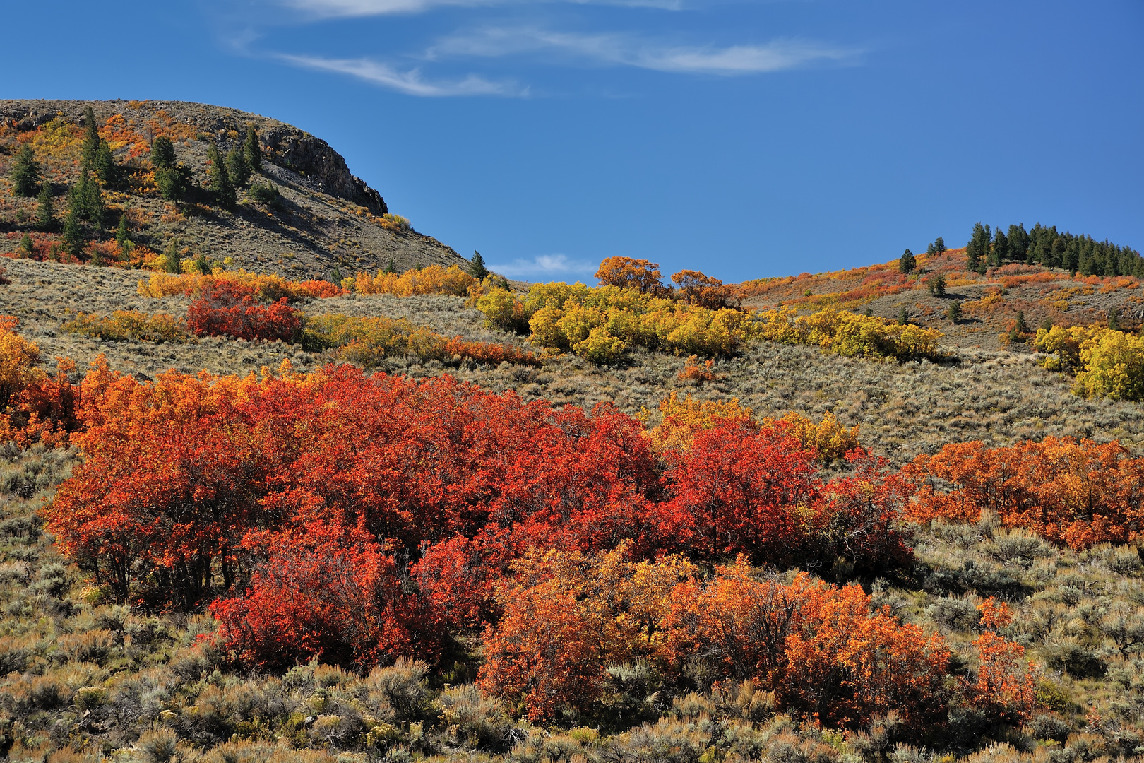 *colorado red*