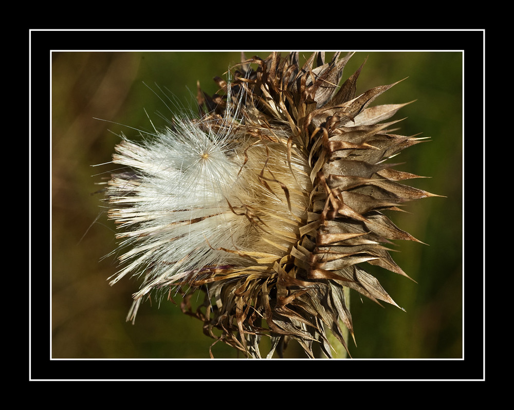 Colorado Sommerblumen