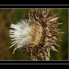 Colorado Sommerblumen