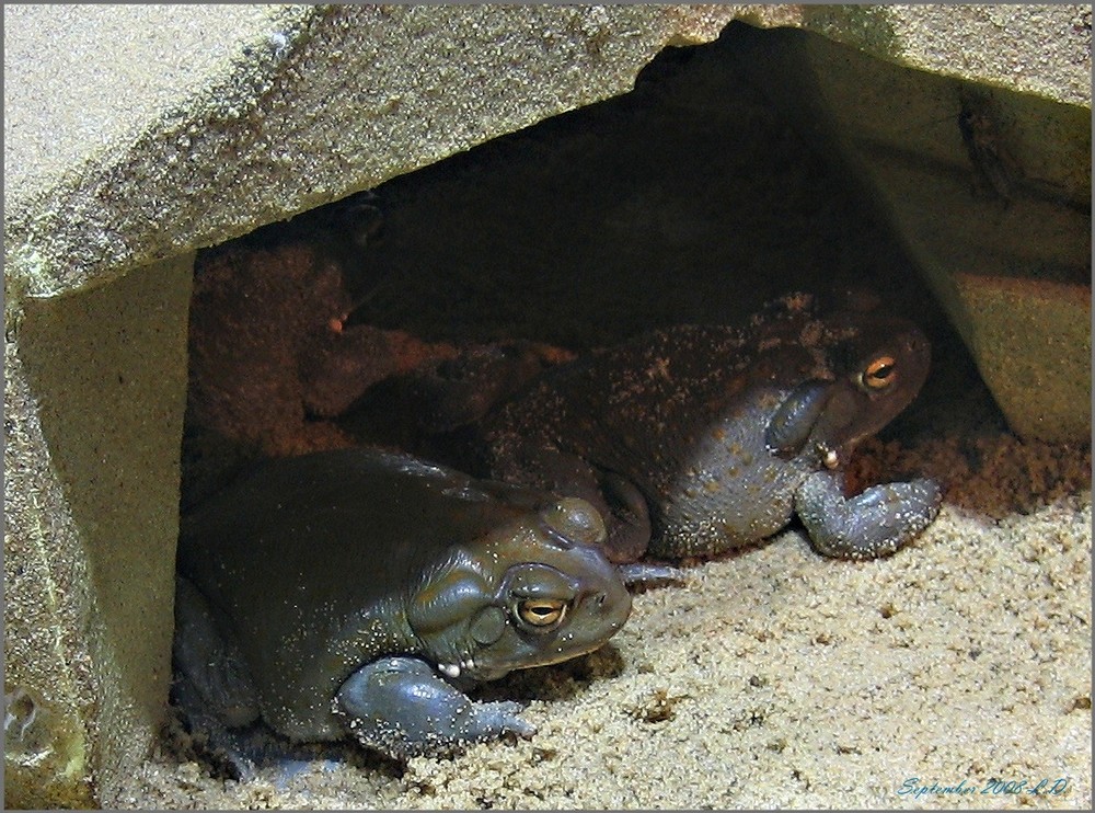 Coloradokröte (Bufo alvarius)