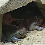 Coloradokröte (Bufo alvarius)