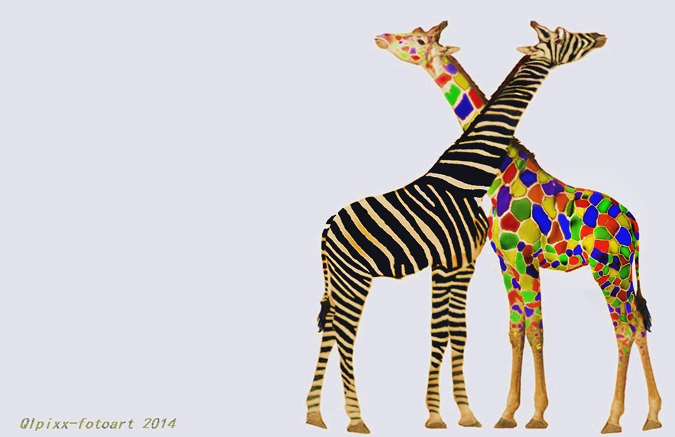 Coloraffe trifft Zebraffe