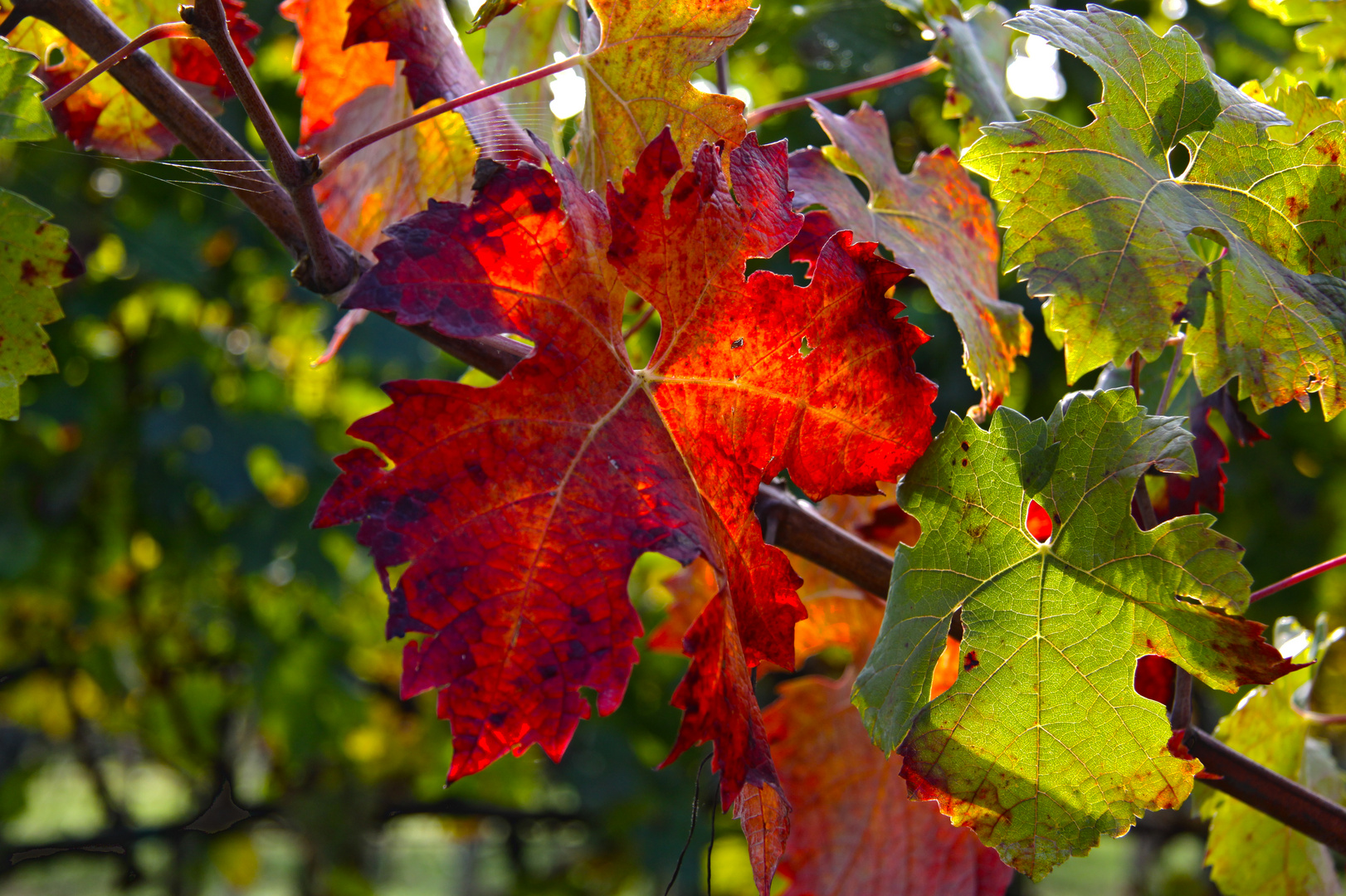 Colorarsi prima di cadere.