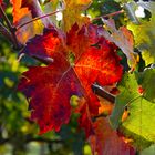 Colorarsi prima di cadere.