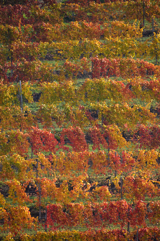 Coloratissimi vigneti