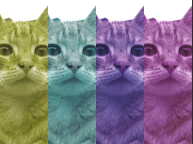 Colorcat