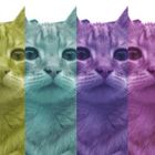 Colorcat