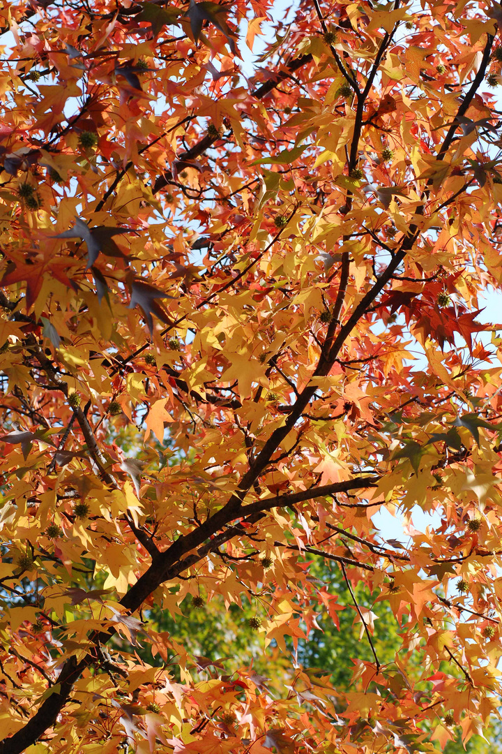 colore d'autunno