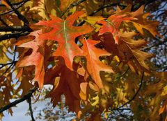 Colore dei natura