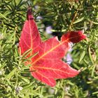 colore di autunno