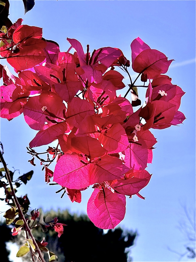 ......colore di primavera......