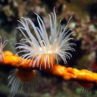 colored anemone