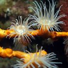 colored anemone V.2