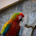 Colored Bird