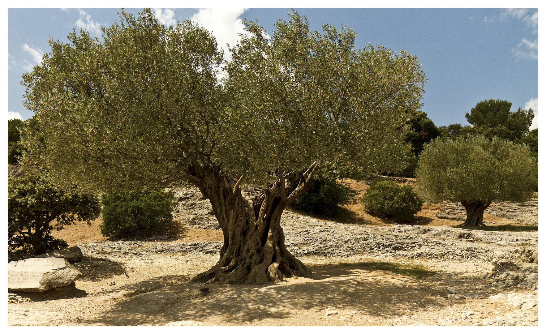 colored dry tree