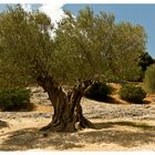 colored dry tree