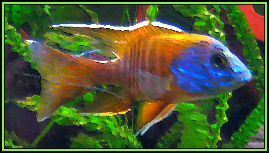 Colored Fish