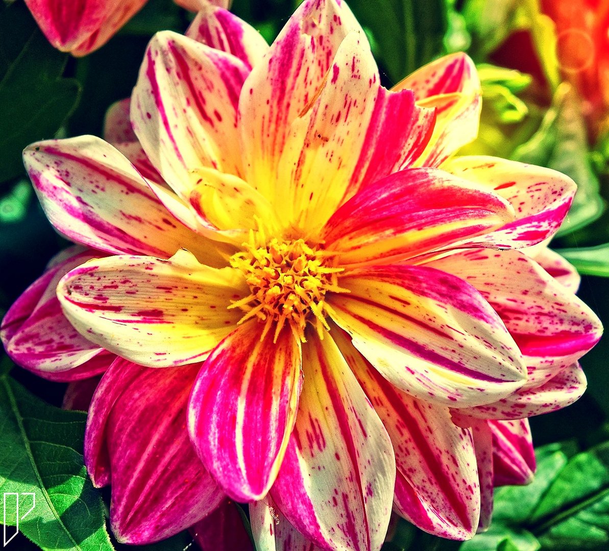 Colored Flower