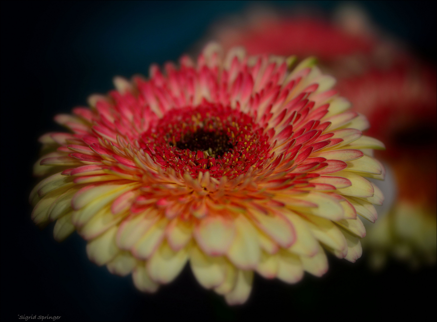 colored Gerbera