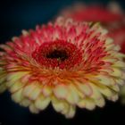 colored Gerbera